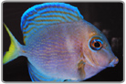 Atlantic Blue Tang